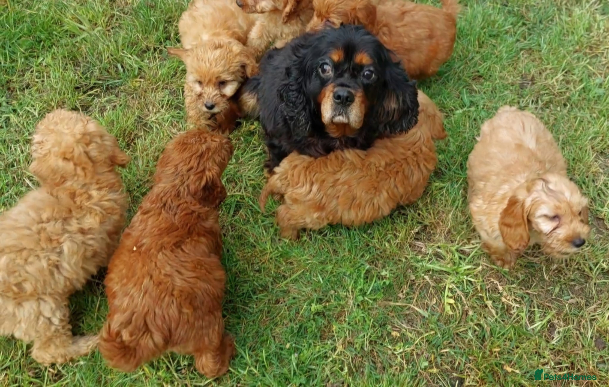 Cavapoo dogs for sale:  Extensively Health Tested Fox Red Toy Cavapoo - Advert 1