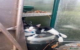 Mixed Breed cats for sale: 2 bonded males needs a home asap - Image 17