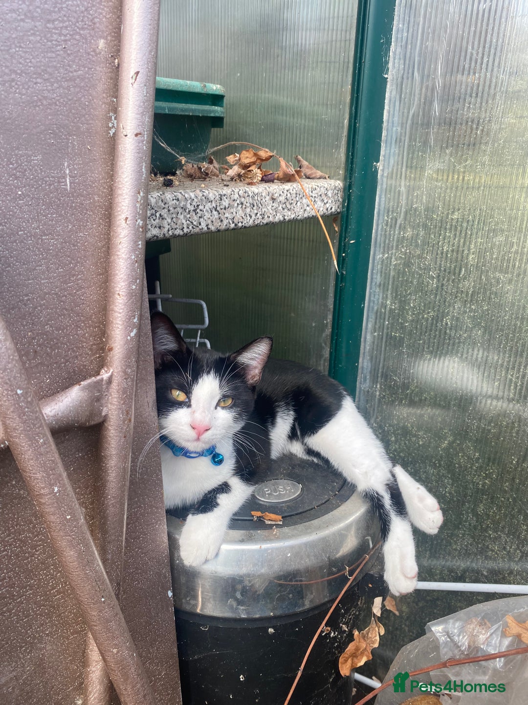 Mixed Breed cats for sale: 2 bonded males needs a home asap - Image 17