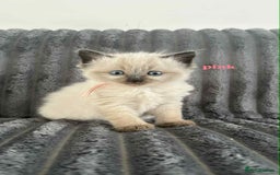 Ragdoll cats for sale: 5 Adorable Ragdoll Kittens🐾 - Image 29