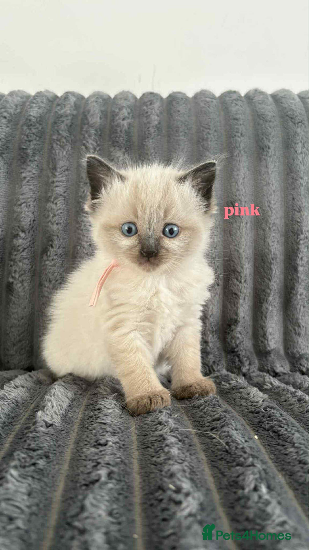 Ragdoll cats for sale: 5 Adorable Ragdoll Kittens🐾 - Image 29