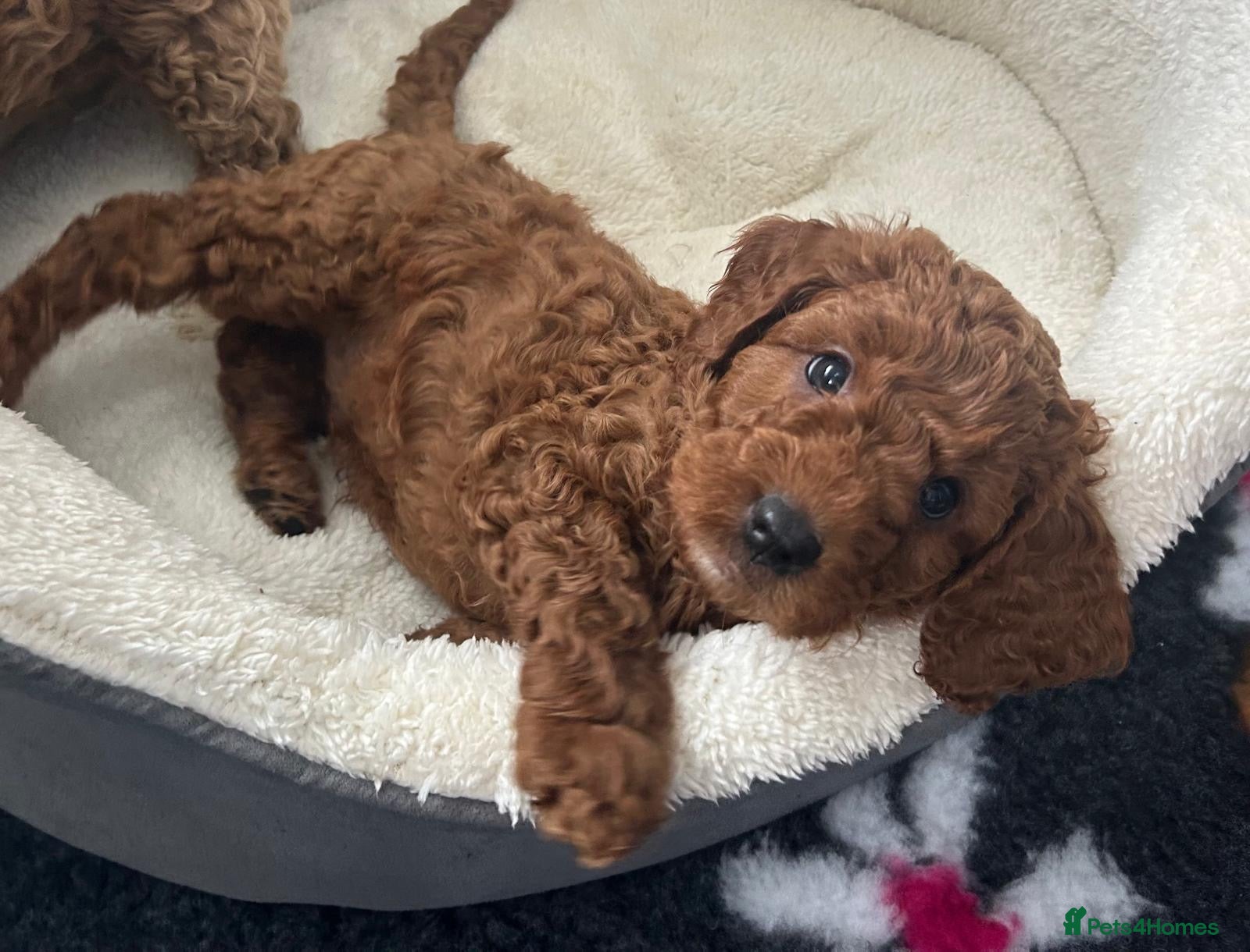 Cavapoo dogs Outstanding Teddy Bears  - Advert 8