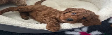 Cavapoo 1