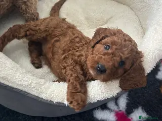 Cavapoo dogs Outstanding Teddy Bears - Advert 8