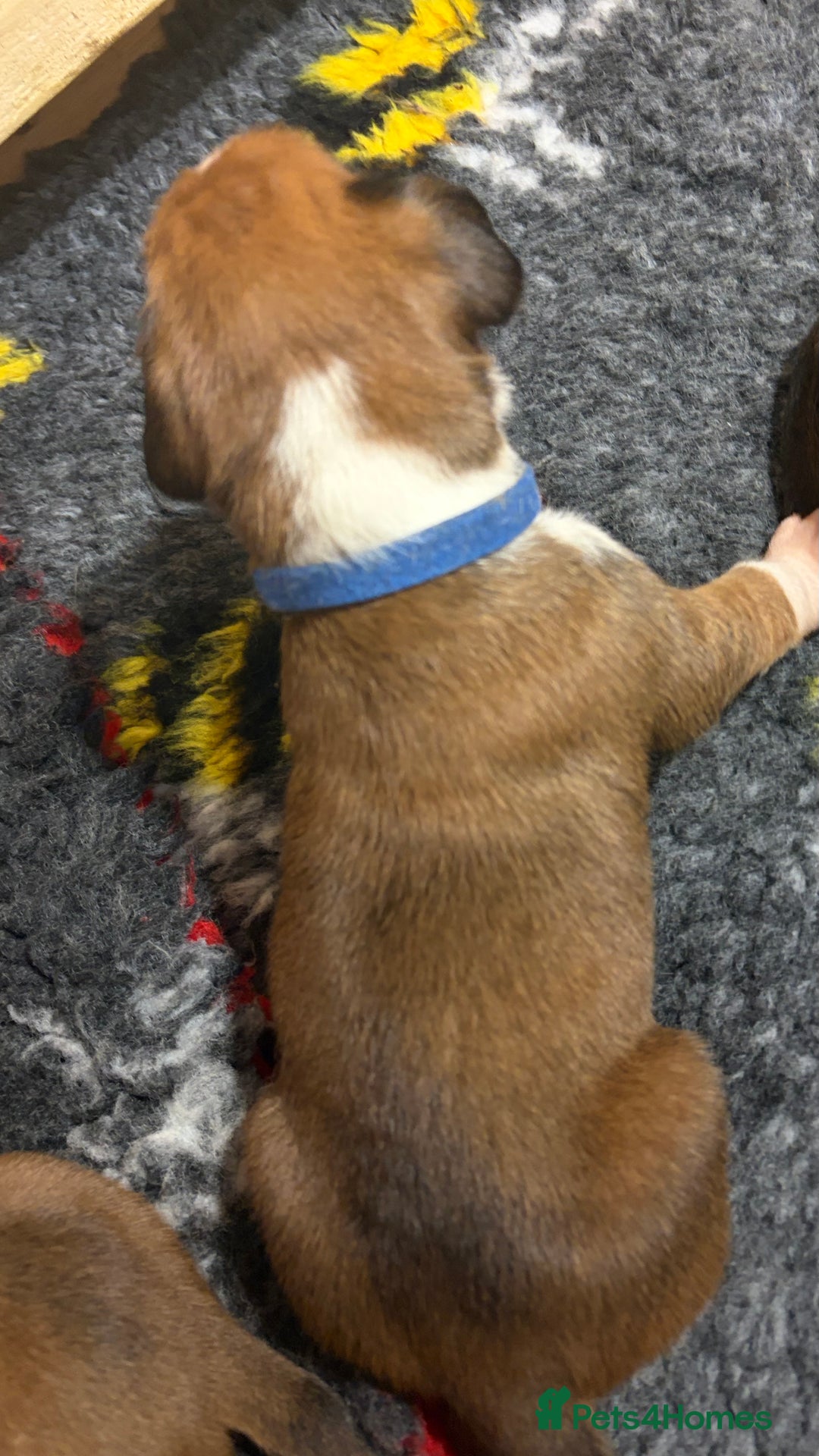 Boxer dogs for sale: Beautiful Boxer Puppies - Advert 9