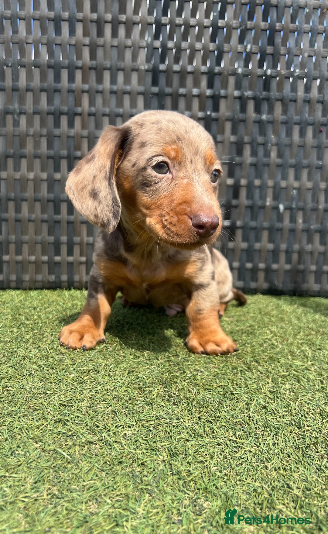 Miniature Dachshund dogs for sale: Stunning miniature dachshund puppies  - Image 10