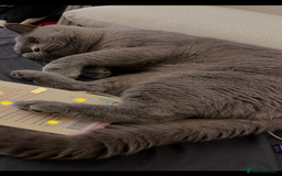 British Shorthair cats for sale: Colourpoint British Shorthair - Image 6