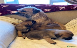 Border Terrier dogs for sale: Border terrier puppies for sale  - Image 1
