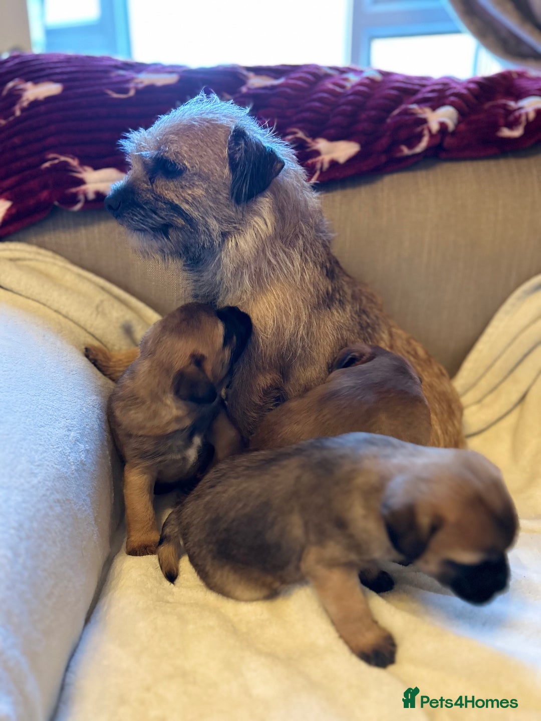 Border Terrier dogs for sale: Border terrier puppies for sale  - Image 1