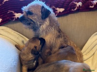 Border Terrier dogs - Advert 23