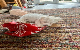 Bichon Frise dogs for sale: Two beautiful Bichon frise pups  - Image 5