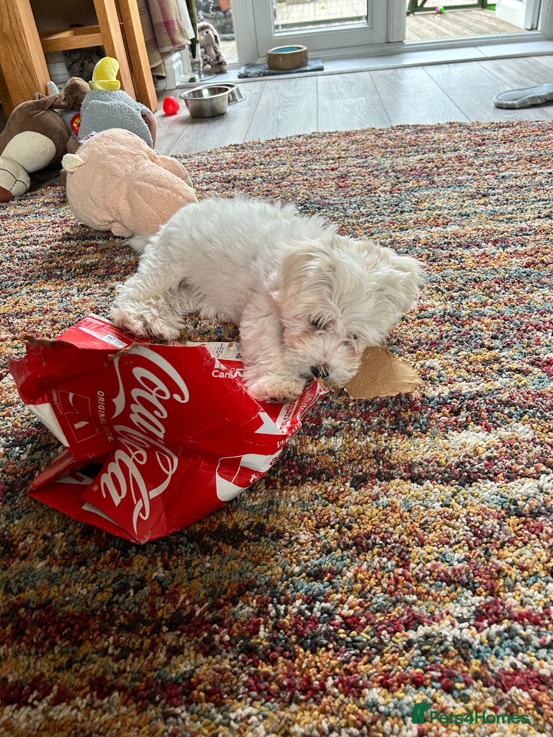 Bichon Frise dogs for sale: Two beautiful Bichon frise pups  - Image 5