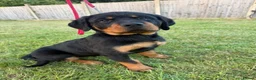 Rottweiler dogs for sale: Beautiful female Rottweiler puppy - Advert 5