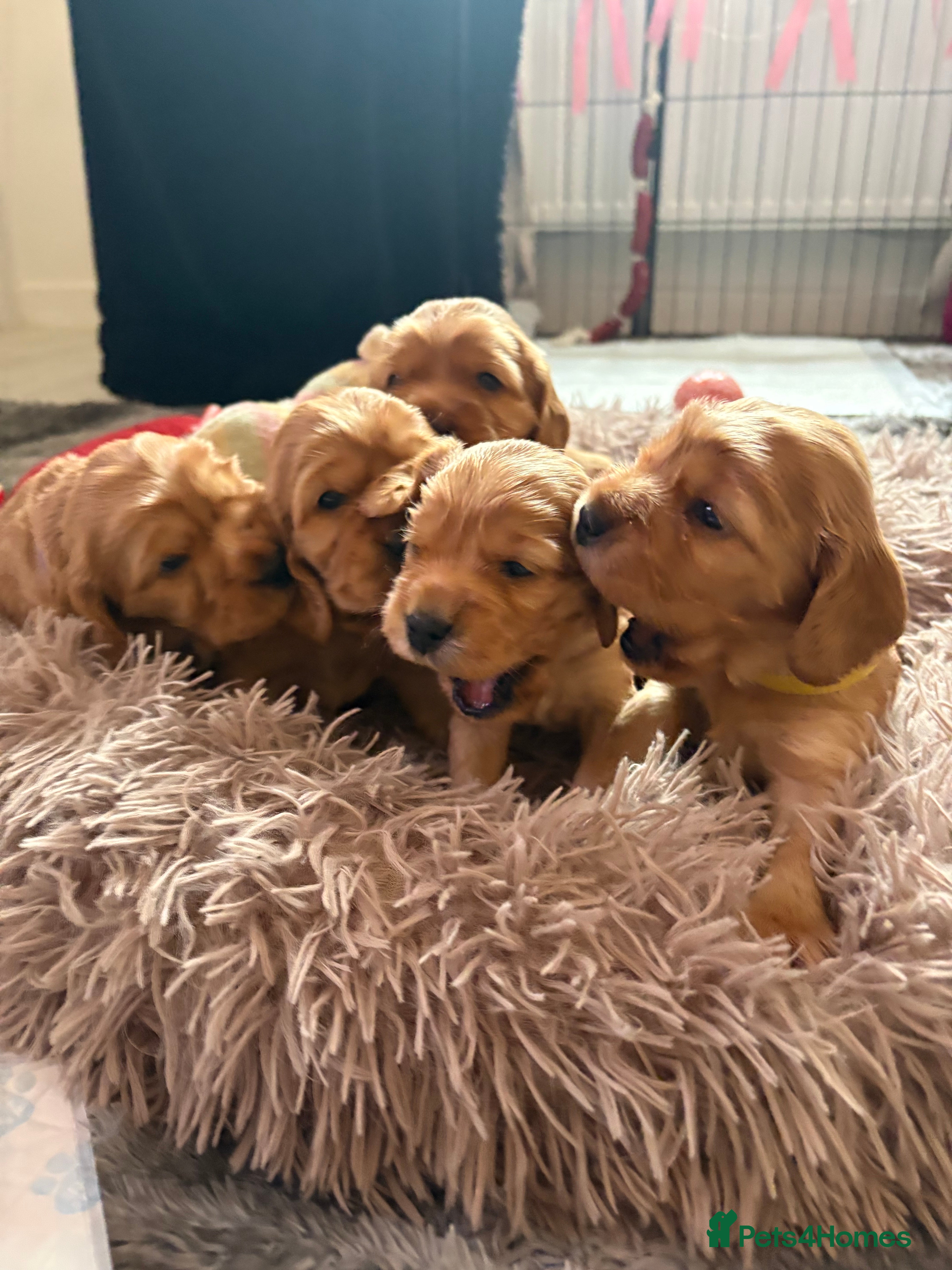 Cocker Spaniel dogs Show type cocker spaniels - Advert 18