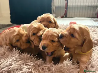 Cocker Spaniel dogs Show type cocker spaniels - Advert 18