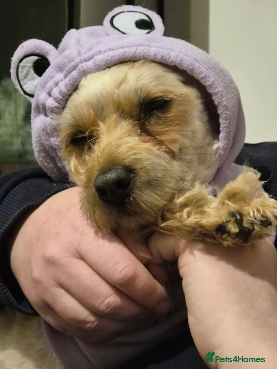 Chorkie dogs for sale: Little louie lovable cheeky affectionate boy - Advert 8