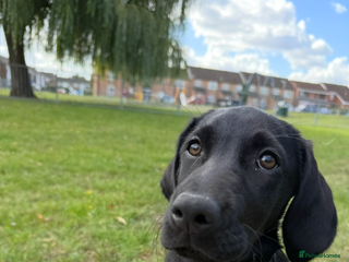Labrador Retriever dogs A new home our Annie - Advert 2