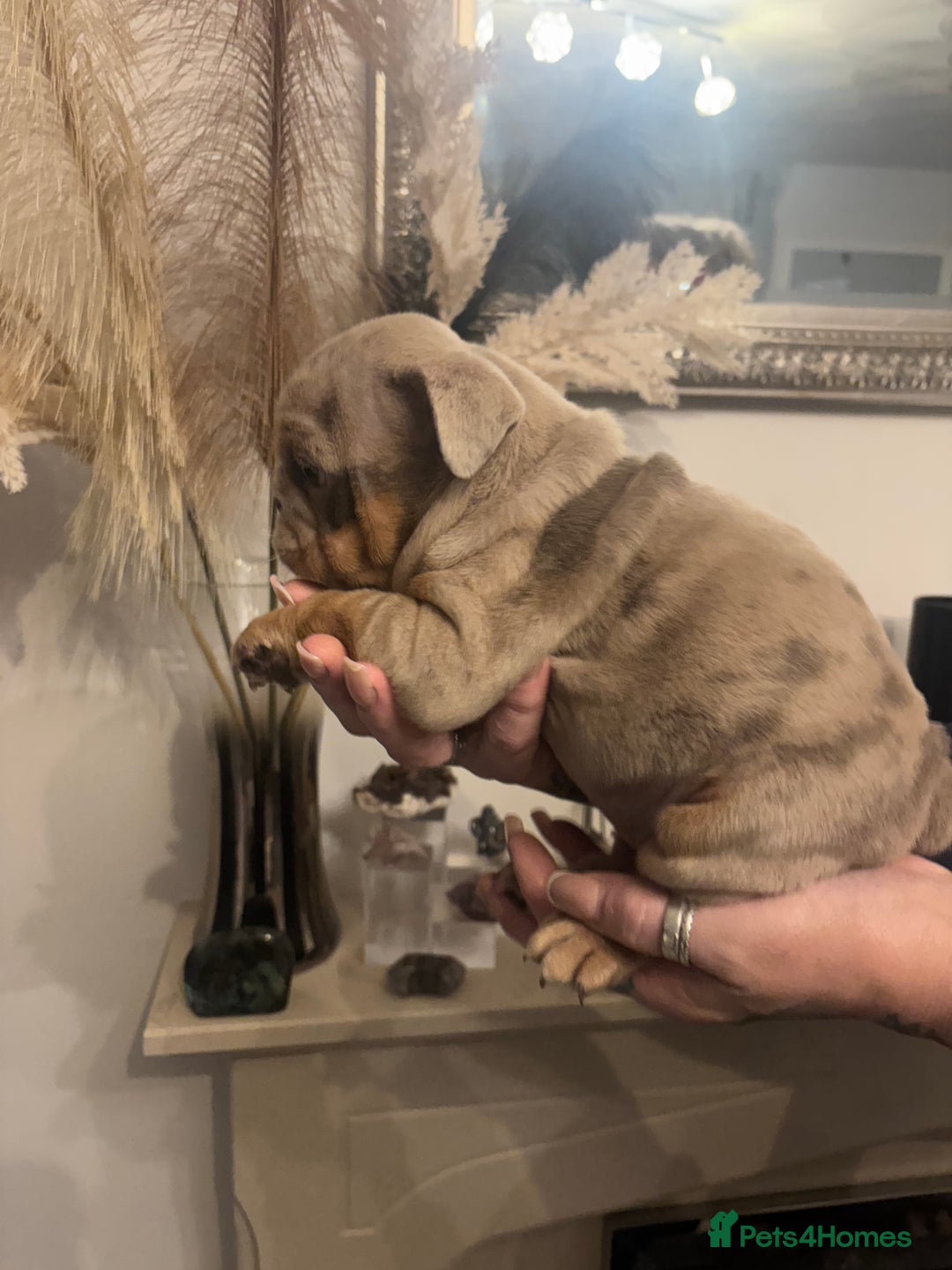 English Bulldog dogs for sale: Amazing quality British bulldog pups  - Advert 7