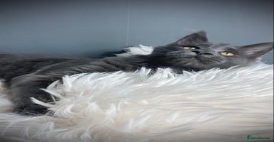 Maine Coon cats - Advert 9