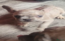 French Bulldog dogs for sale: French Bulldog male  - Image 2