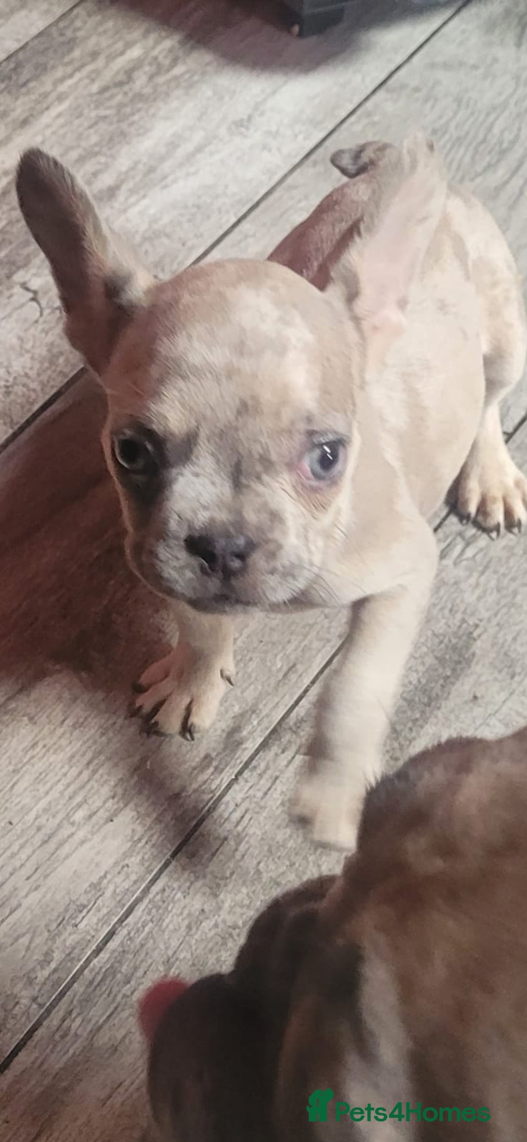 French Bulldog dogs for sale: French Bulldog male  - Image 2