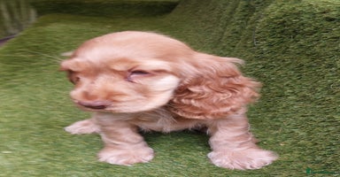 Cocker Spaniel dogs - Advert 6
