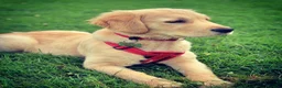 Golden Retriever dogs for stud: Beautiful KC-Reg Golden Retriever Stud (proven) - Advert 17