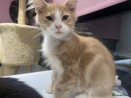 Maine Coon cats - Advert 3