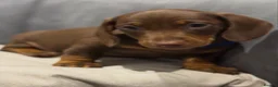 Miniature Dachshund dogs for sale: Ready now One Absolutely stunning boy left  - Advert 13