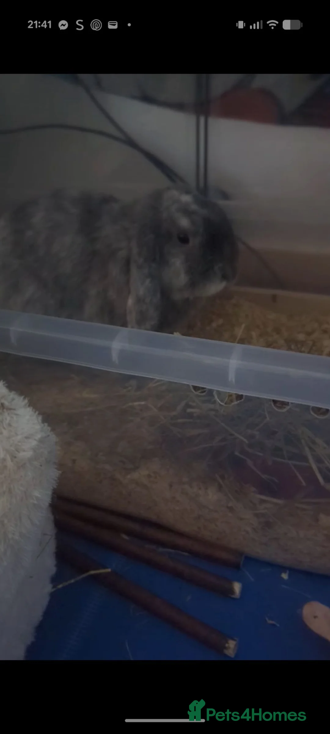 Dwarf Lop rabbits for sale: Male dwarf lop rabbit - Advert 2