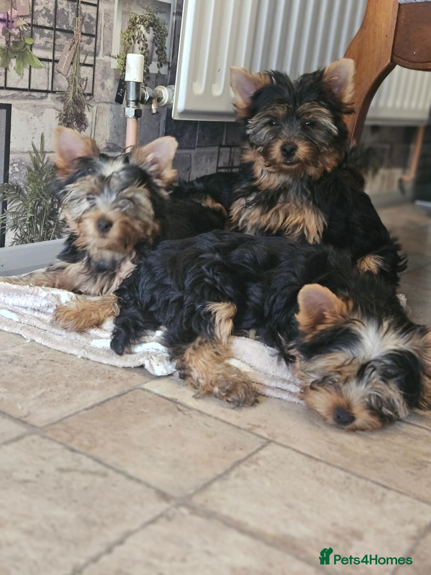 Yorkshire Terrier dogs Pedigree Yorkshire Terrier Puppies,Show Winner Dad - Advert 7