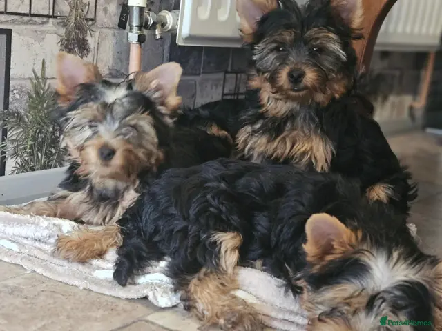 Yorkshire Terrier dogs for sale: Last DWKC 3 Yorkshire Terrier Boys - Advert 6
