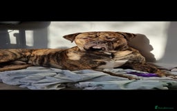 Presa Canario dogs for stud: Presa canario Stud - Image 4