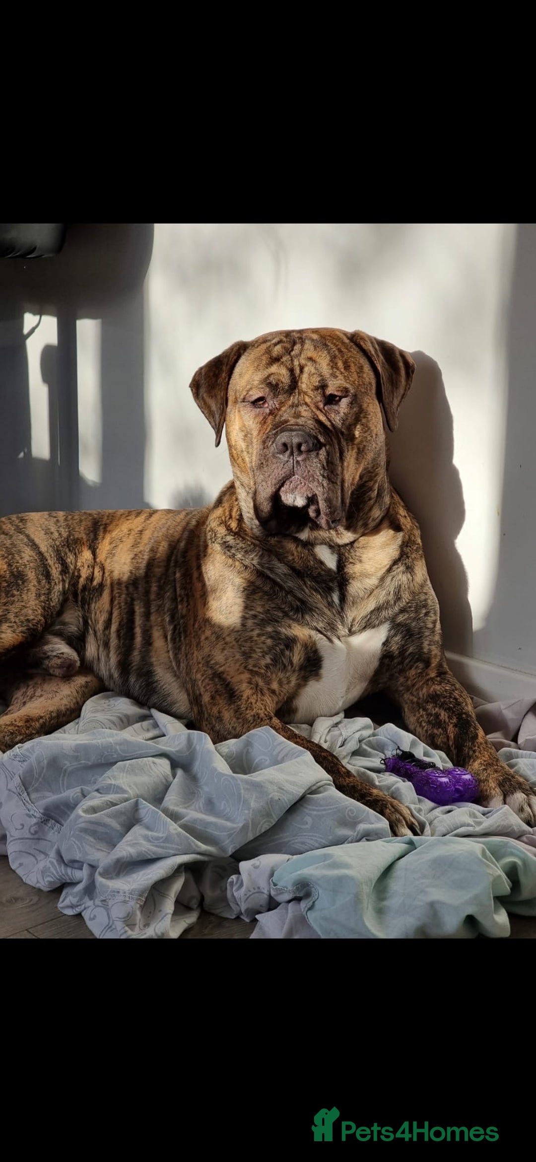Presa Canario dogs for stud: Presa canario Stud - Image 4