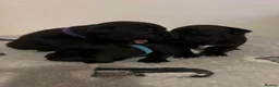 Staffordshire Bull Terrier dogs for sale: Black/blue staffy pups - Advert 5