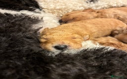 Standard Poodle dogs for sale: Beautiful KC Registered Standard Poodle Puppies - Image 9