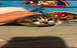 Mixed Breed cats for sale: 11 beautiful kittens  - Image 13