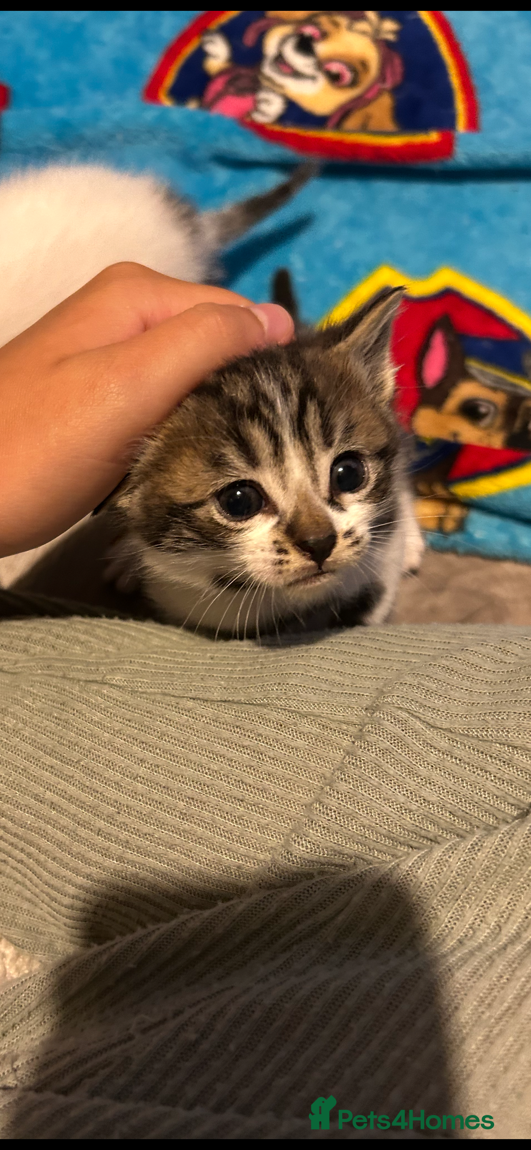 Mixed Breed cats for sale: 11 beautiful kittens  - Image 13
