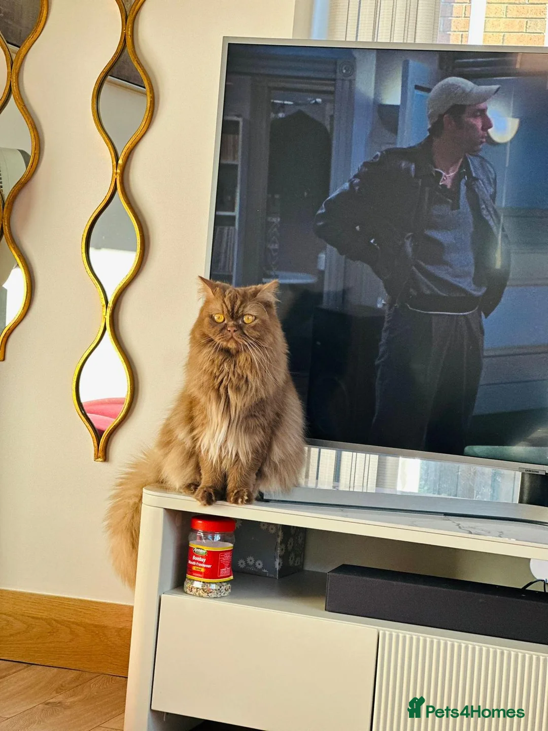 British Shorthair cats for sale: Cinnamon British Longhair& Blue British Shorthair  - Advert 6