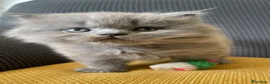 Longhair Male