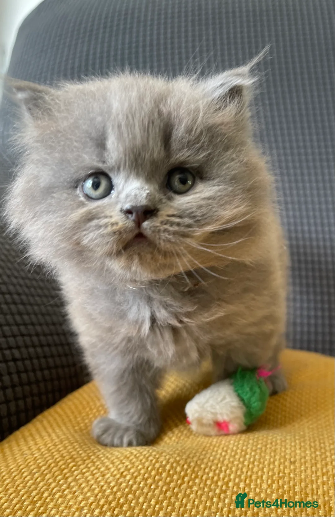 British Shorthair cats for sale: GCCF Registered British Shorthairs / Longhairs - Advert 2