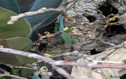 Anole reptiles for sale: Leopard Anoles (Anolis marmoratus marmoratus) - Image 3