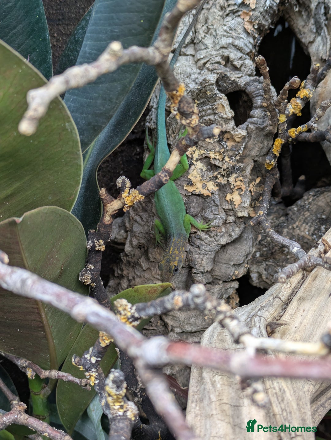 Anole reptiles for sale: Leopard Anoles (Anolis marmoratus marmoratus) - Image 3