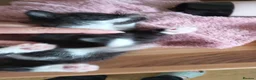 Mixed Breed cats for sale:  7 weeks old Gorgeous kittens  - Advert 15