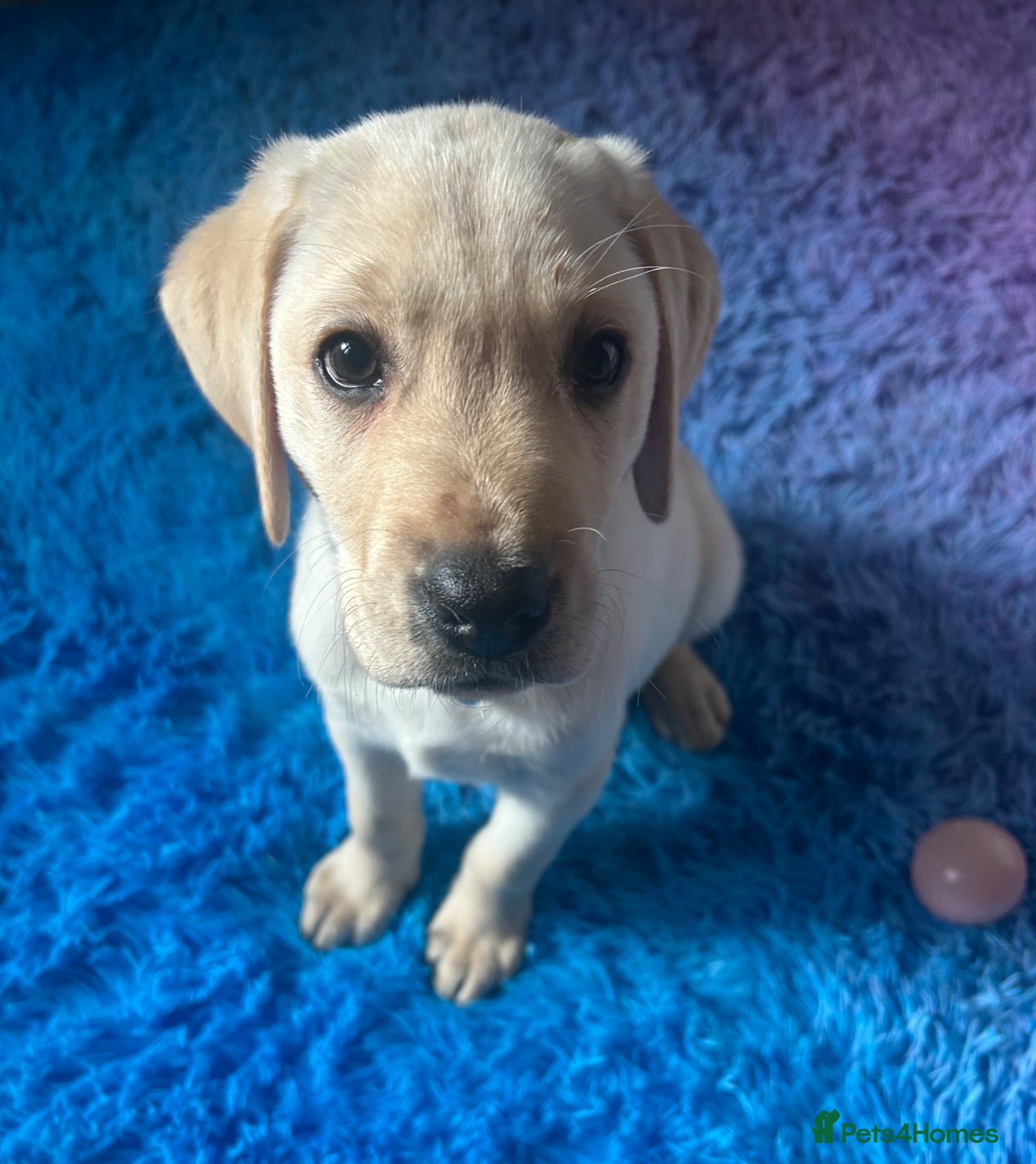 Labrador Retriever dogs KC Registered Labrador Puppies  - Advert 1