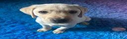 Labrador Retriever dogs for sale: Handsome yellow KC reg boy 🐶 - Advert 2