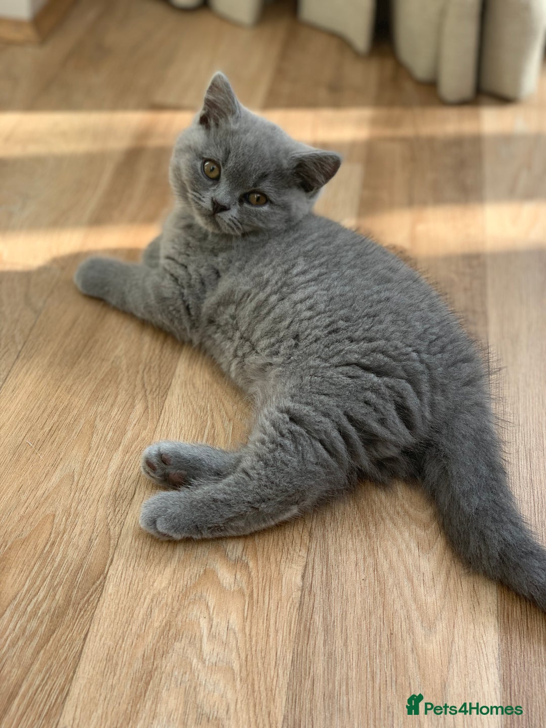 British Shorthair cats for sale: GCCF Pedigree Pure Blue British Shorthair - Advert 17