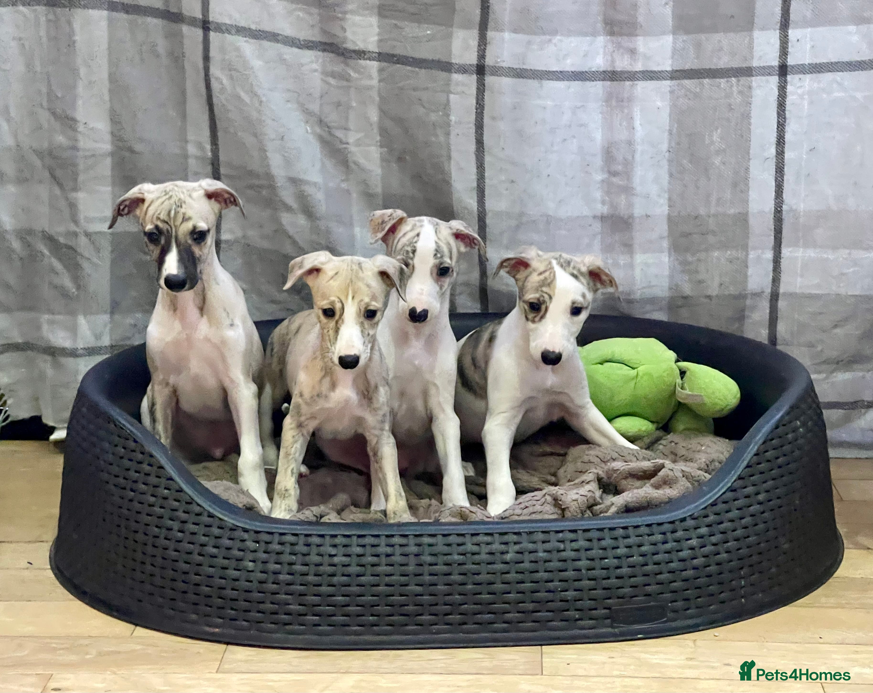 Whippet dogs AVAILABLE Kc reg healthy, sweet, gentle whippets - Advert 8