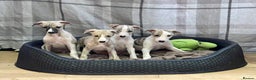 Whippet dogs for sale: AVAILABLE Kc reg healthy, sweet, gentle whippets - Advert 1