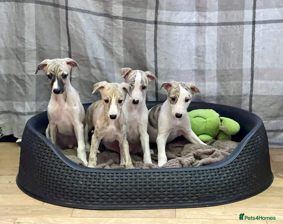 Whippet dogs for sale: AVAILABLE Kc reg healthy, sweet, gentle whippets - Advert 1